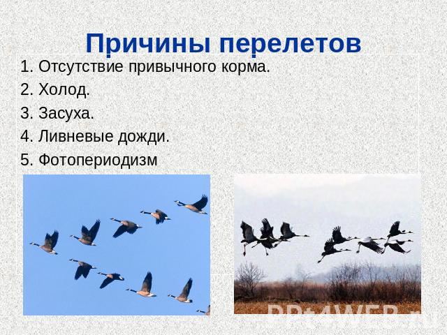 Презентация по теме годовой жизненный цикл и сезонные явления в жизни птиц