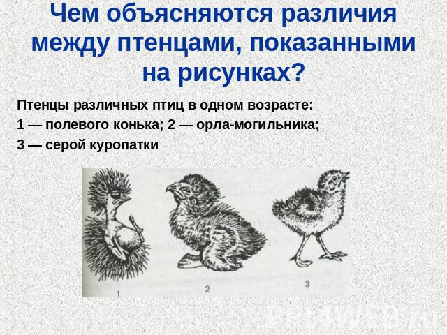 Чем объясняются различия между птенцами, показанными на рисунках?Птенцы различных птиц в одном возрасте:1 — полевого конька; 2 — орла-могильника; 3 — серой куропатки