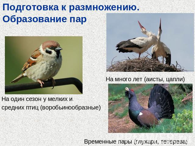 Размножение птиц презентация