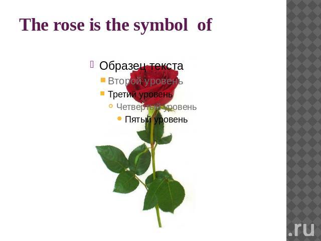 The rose is the symbol of