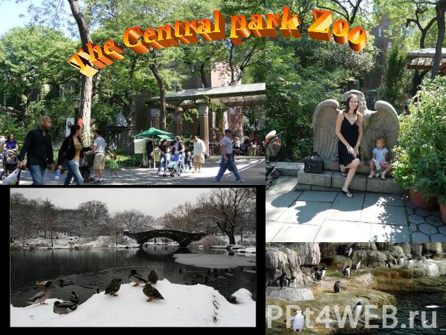 The Central park Zoo