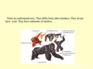 Anthropoids There are anthropoids now. They differ from other monkeys. They do n