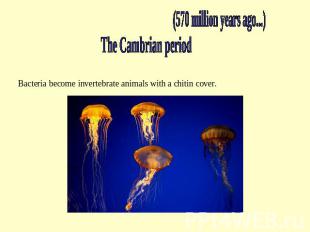 Invertabrate animals (570 million years ago...) The Cambrian period Bacteria bec