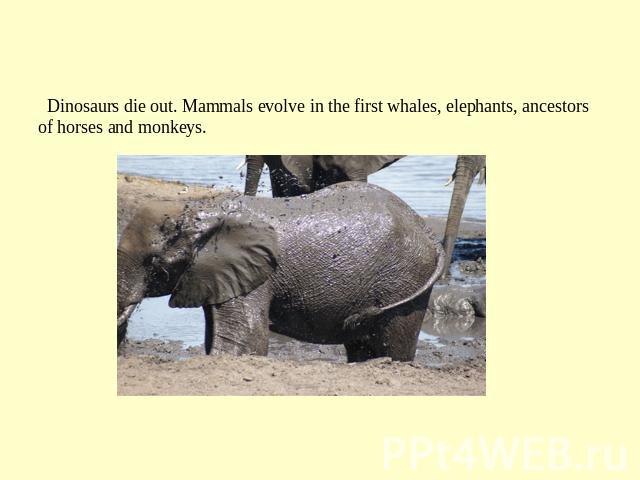 The first large mammals Dinosaurs die out. Mammals evolve in the first whales, elephants, ancestors of horses and monkeys.