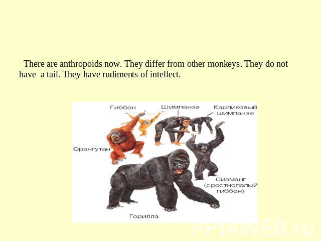Anthropoids There are anthropoids now. They differ from other monkeys. They do not have a tail. They have rudiments of intellect.