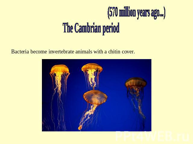Invertabrate animals (570 million years ago...) The Cambrian period Bacteria become invertebrate animals with a chitin cover.