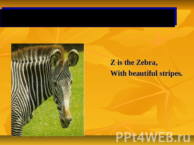 Letter Zz Z is the Zebra,With beautiful stripes.