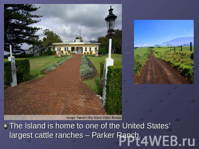 The Island is home to one of the United States’ largest cattle ranches – Parker Ranch.