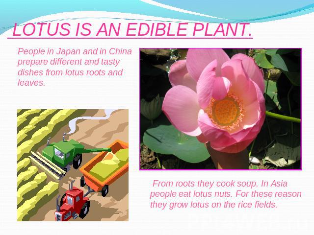 LOTUS IS AN EDIBLE PLANT. People in Japan and in China prepare different and tasty dishes from lotus roots and leaves. From roots they cook soup. In Asia people eat lotus nuts. For these reason they grow lotus on the rice fields.