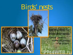 Birds’ nests