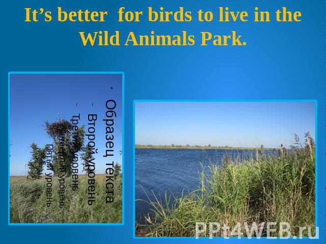 It’s better for birds to live in the Wild Animals Park.