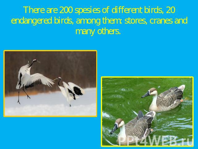 There are 200 spesies of different birds, 20 endangered birds, among them: stores, cranes and many others.