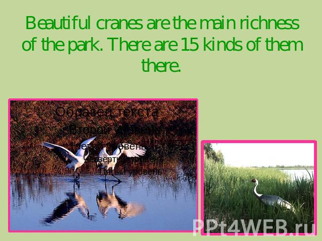 Beautiful cranes are the main richness of the park. There are 15 kinds of them there.