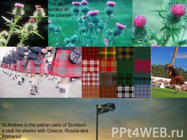 St Andrew is the patron saint of Scotland - a task he shares with Greece, Russia and Romania! The plantsymbol ofthe country Scottish tartans