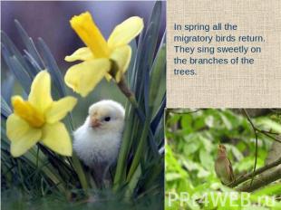In spring all the migratory birds return. They sing sweetly on the branches of t