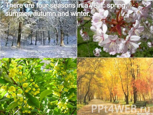 There are four seasons in a year: spring, summer, autumn and winter.