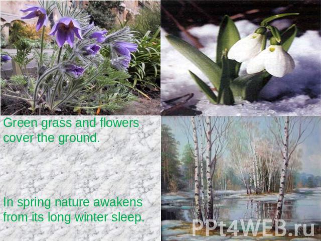 Green grass and flowers cover the ground. In spring nature awakens from its long winter sleep.