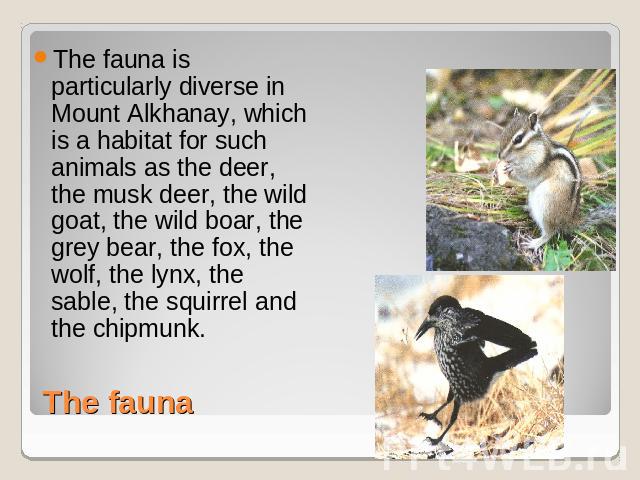 The fauna is particularly diverse in Mount Alkhanay, which is a habitat for such animals as the deer, the musk deer, the wild goat, the wild boar, the grey bear, the fox, the wolf, the lynx, the sable, the squirrel and the chipmunk.
