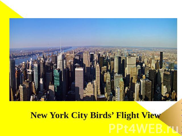 New York City Birds’ Flight View