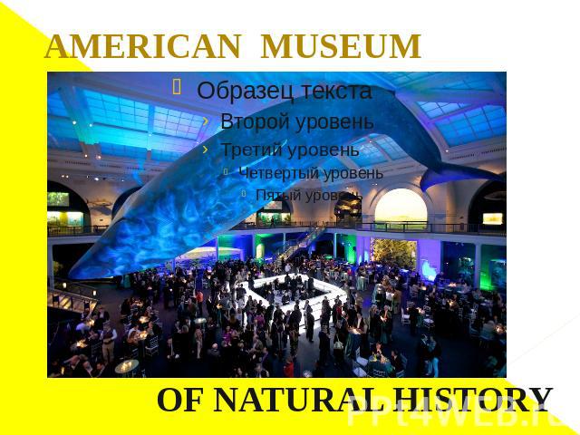 OF NATURAL HISTORY AMERICAN MUSEUM