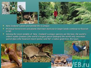 New Zealand’s plant and animal life is unique.Primeval forest trees and plants t