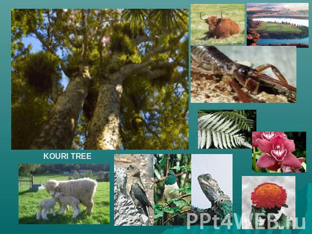 KOURI TREE