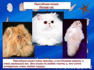 Персидская кошка. Persian cat. Персидские кошки очень красивы, у них длинная шер