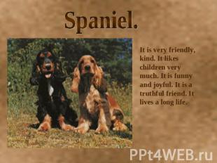 Spaniel. It is very friendly, kind. It likes children very much. It is funny and