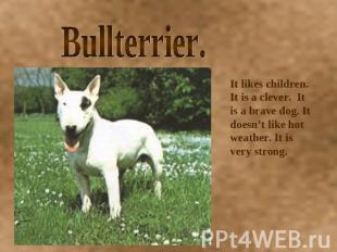 Bullterrier. It likes children. It is a clever. It is a brave dog. It doesn’t li