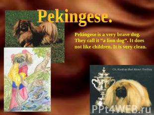 Pekingese. Pekingese is a very brave dog. They call it “a lion dog”. It does not