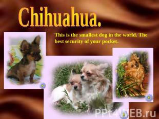 Chihuahua. This is the smallest dog in the world. The best security of your pock
