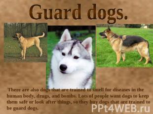Guard dogs. There are also dogs that are trained to smell for diseases in the hu