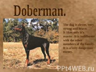 Doberman. The dog is clever, very strong and brave.It likes only it’s master. It