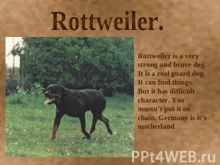 Rottweiler. Rottweiler is a very strong and brave dog. It is a real guard dog. I