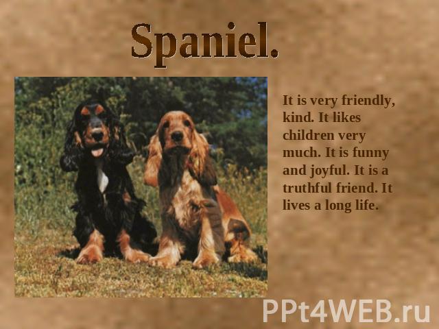 Spaniel. It is very friendly, kind. It likes children very much. It is funny and joyful. It is a truthful friend. It lives a long life.