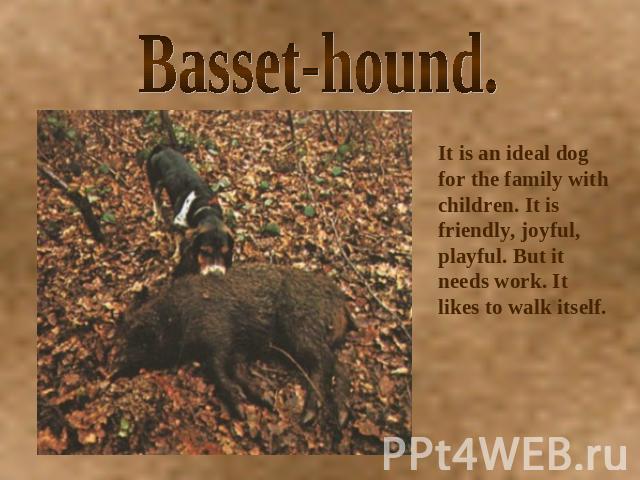 Basset-hound. It is an ideal dog for the family with children. It is friendly, joyful, playful. But it needs work. It likes to walk itself.