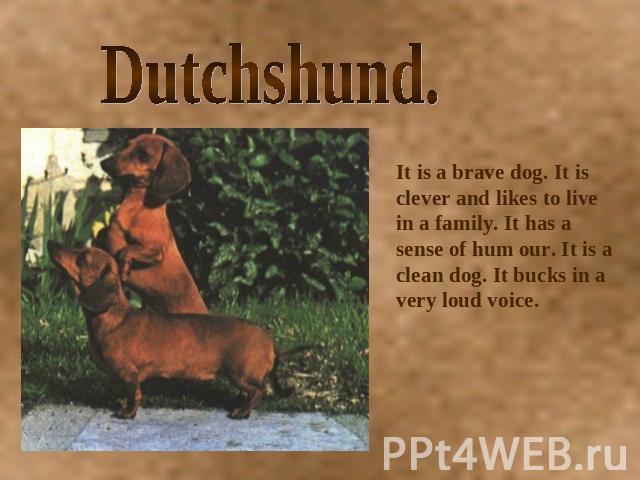 Dutchshund. It is a brave dog. It is clever and likes to live in a family. It has a sense of hum our. It is a clean dog. It bucks in a very loud voice.