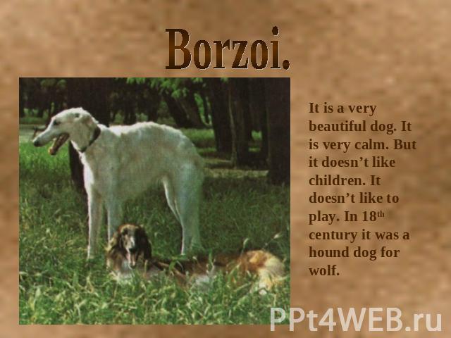 Borzoi. It is a very beautiful dog. It is very calm. But it doesn’t like children. It doesn’t like to play. In 18th century it was a hound dog for wolf.