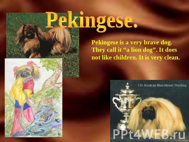 Pekingese. Pekingese is a very brave dog. They call it “a lion dog”. It does not like children. It is very clean.