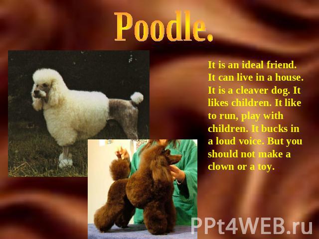 Poodle. It is an ideal friend. It can live in a house. It is a cleaver dog. It likes children. It like to run, play with children. It bucks in a loud voice. But you should not make a clown or a toy.