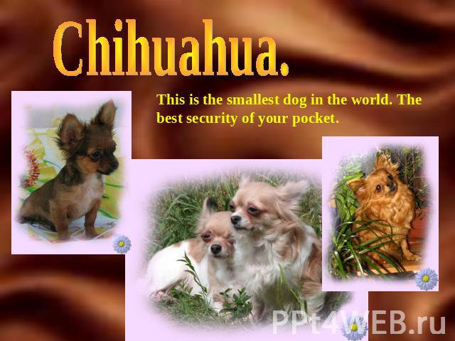 Chihuahua. This is the smallest dog in the world. The best security of your pocket.