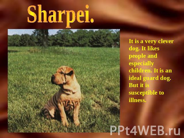 Sharpei. It is a very clever dog. It likes people and especially children. It is an ideal guard dog. But it is susceptible to illness.