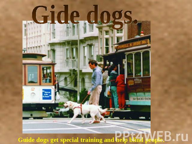 Gide dogs. Guide dogs get special training and help blind people.