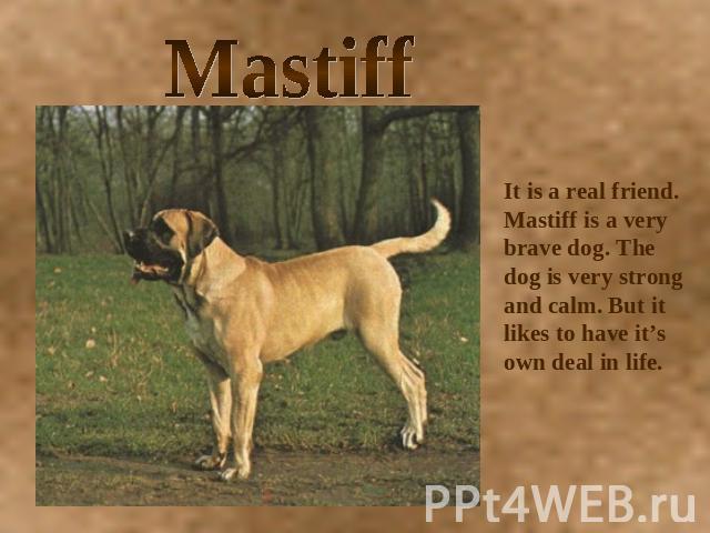 Mastiff It is a real friend. Mastiff is a very brave dog. The dog is very strong and calm. But it likes to have it’s own deal in life.