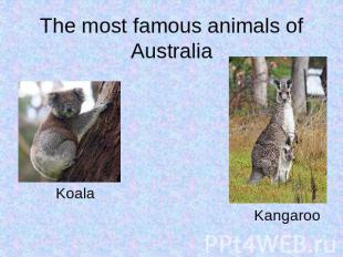 The most famous animals of Australia Brown bear Amur tiger
