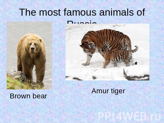 The most famous animals of RussiaBrown bear Amur tiger