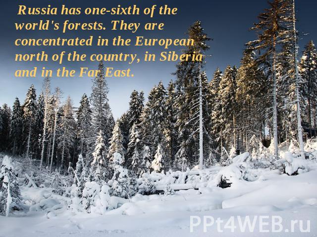 Russia has one-sixth of the world's forests. They are concentrated in the European north of the country, in Siberia and in the Far East.