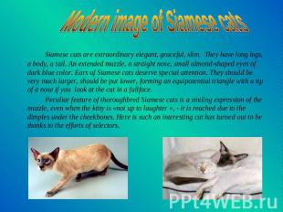 Modern image of Siamese cats Siamese cats are extraordinary elegant, graceful, s