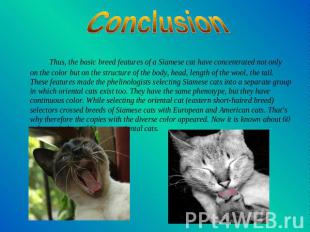 Conclusion Thus, the basic breed features of a Siamese cat have concentrated not