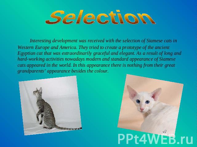 Selection Interesting development was received with the selection of Siamese cats in Western Europe and America. They tried to create a prototype of the ancient Egyptian cat that was extraordinarily graceful and elegant. As a result of long and hard…